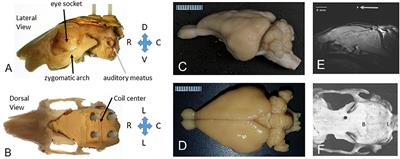 Brain activity studied with magnetic resonance imaging in awake rabbits